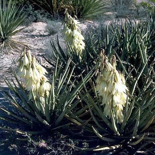 Drought Tolerant Yucca Garden Plant Seeds