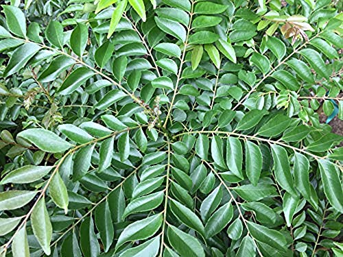 Thai Greenhouse Curry Leaf Tree - Starter Plant