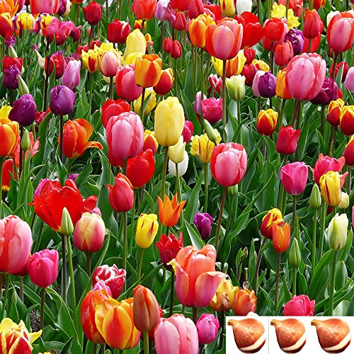 Tulip Mixed Tulips Varieties Collection - Bring Color to Your Garden