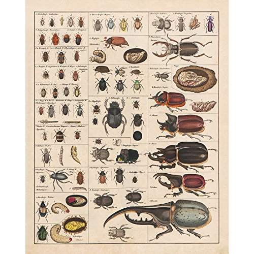 Meishe Art Vintage Insects Poster