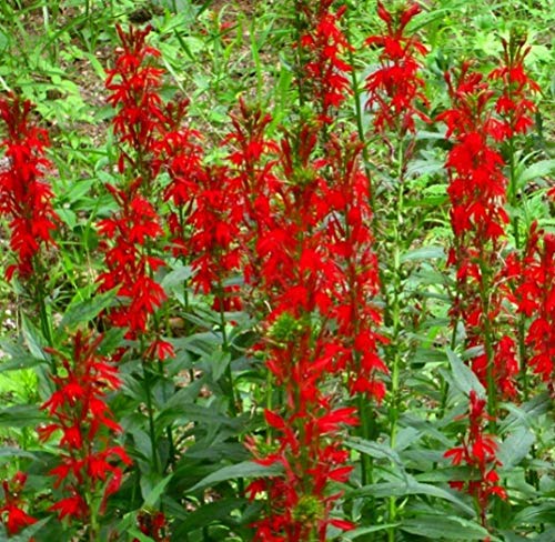 Cardinal Flower Seeds