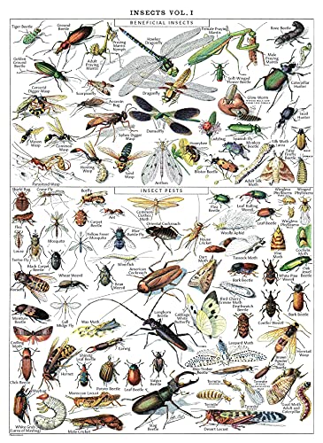 Vintage Insect Poster Print - Entomology Identification Reference Chart