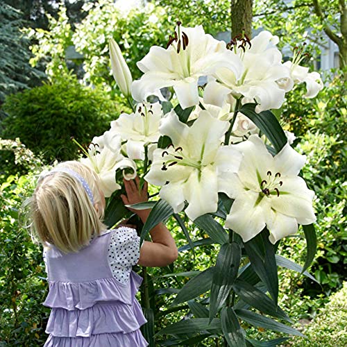 Giant Pretty Lady Lily Flower Bulbs - Pure White Blooms