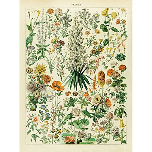 Vintage Floral Poster Print for Home Decor