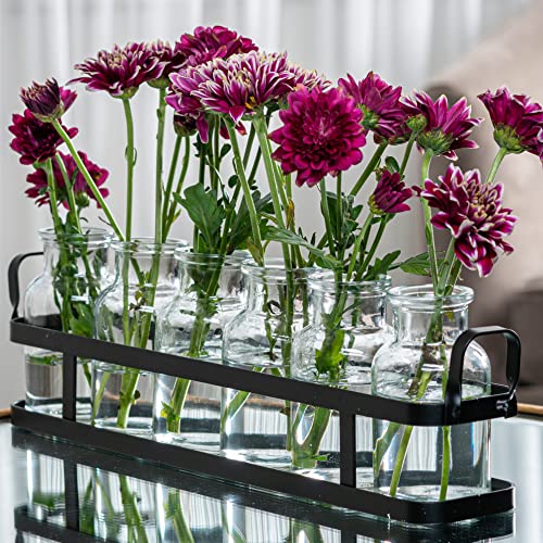 6pc Glass Flower Vase with Metal Holder