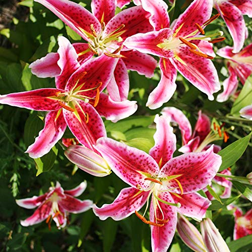 Stargazer Oriental Lilies (12 Pack of Bulbs)