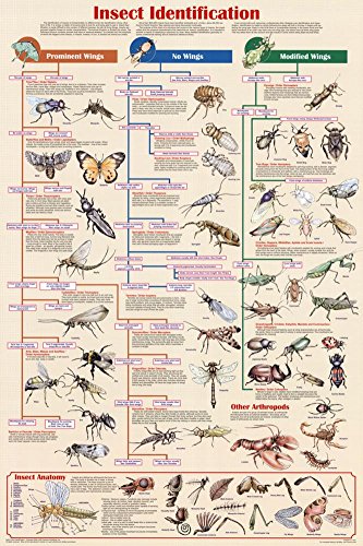 High-Quality Insect Identification Poster