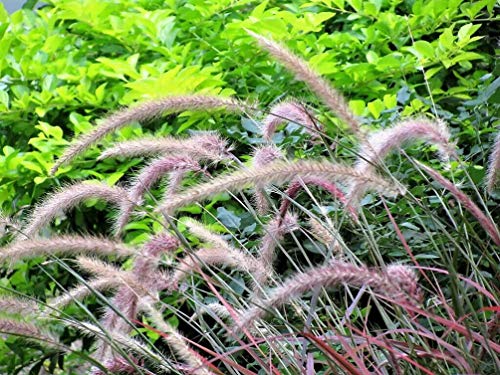 Purple Fountain Grass Seed Plume-Flowers Plants