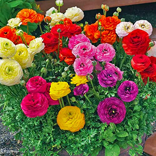 Mixed Ranunculus Bulbs - Colorful Blooms for Your Garden