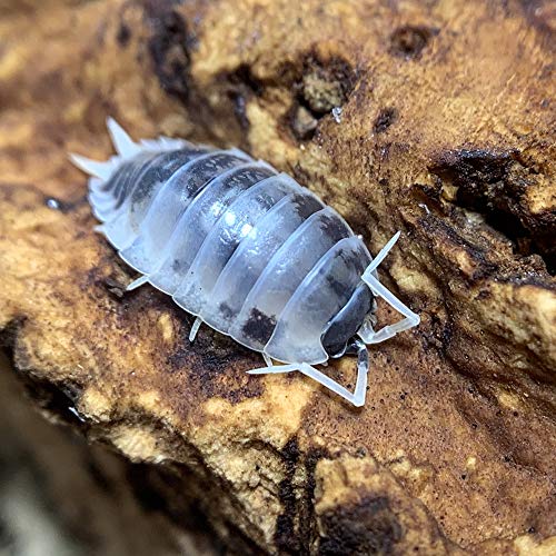 XYZReptiles Live Insects Dairy Cow Isopods for Sale