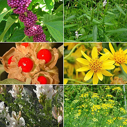 Rare Medicinal Herb Seeds in Frozen Seed Capsules - 6 Variety Pack