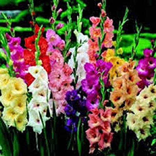 Pastel Mixed Gladiolus Bulbs (10 Pack)