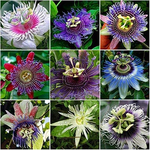Passion Flower Seeds - Grow Exotic Passion Flower Vines