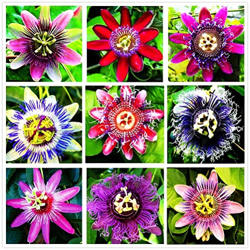 Passion Flower Seeds Mixed Color - Add Exotic Colors to Your Garden