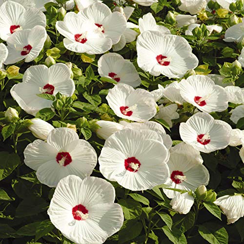 Outsidepride Hibiscus Luna White Flower Seed & Foliage Container Plants