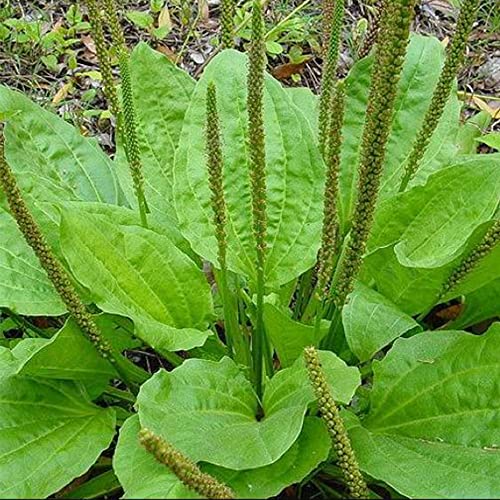 QAUZUY GARDEN Broadleaf Plantain Seeds