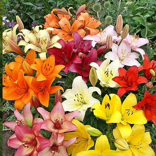 Asiatic Lilies Mix (10 Pack) - Freshly Dug Perennial Lily Bulbs