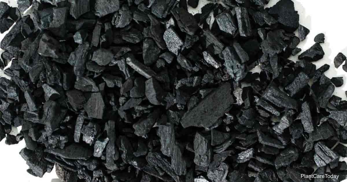 8 Amazing Horticulture Charcoal for 2024