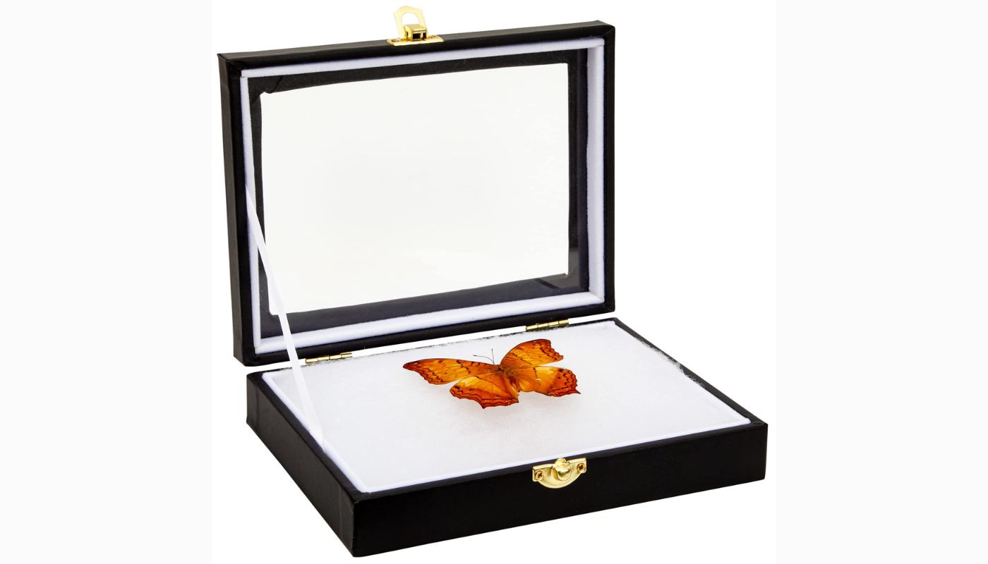 8 Best Insect Display Case for 2024