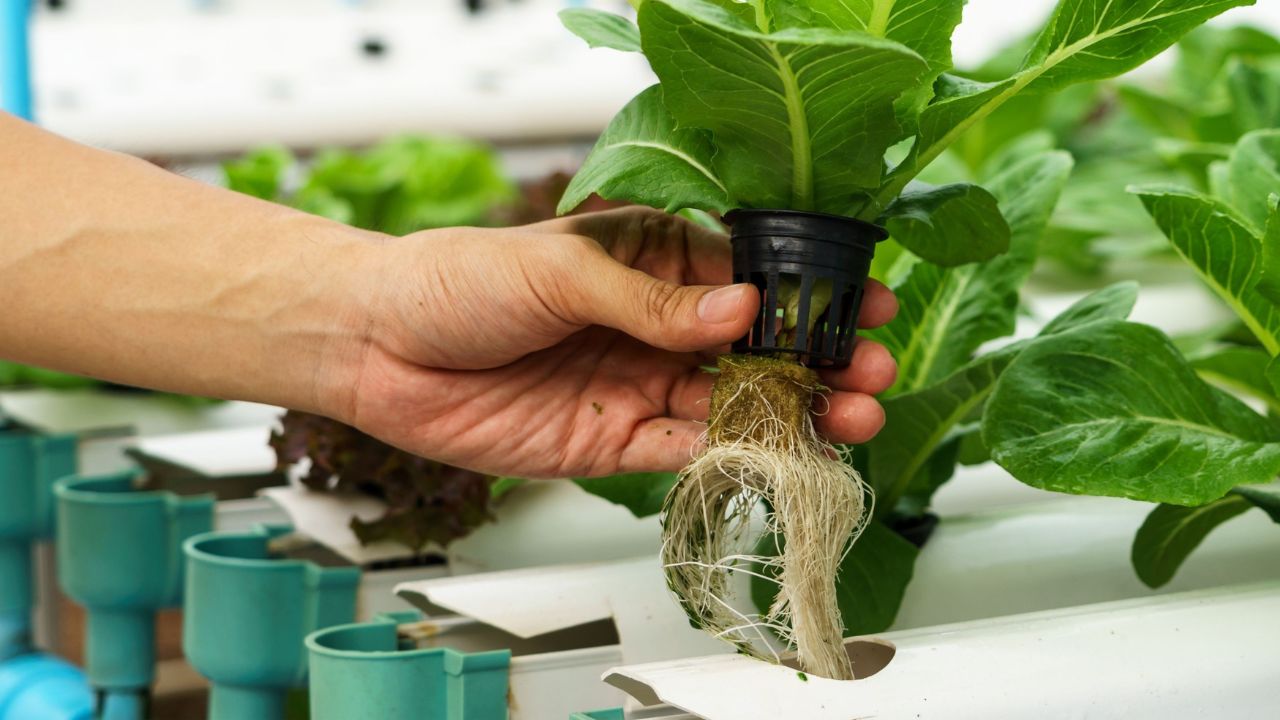 8 Incredible Hydroponics Plants for 2024