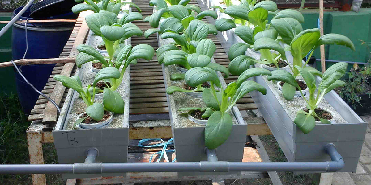 8 Incredible Water Chillers For Hydroponics for 2024