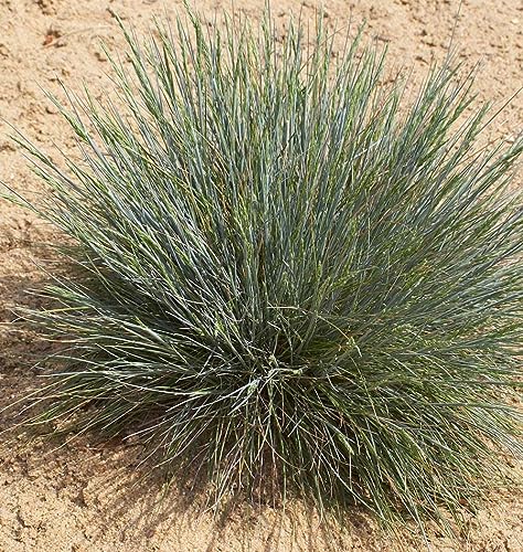 7000 Sheep Fescue Seeds: Drought-Tolerant and Ornamental