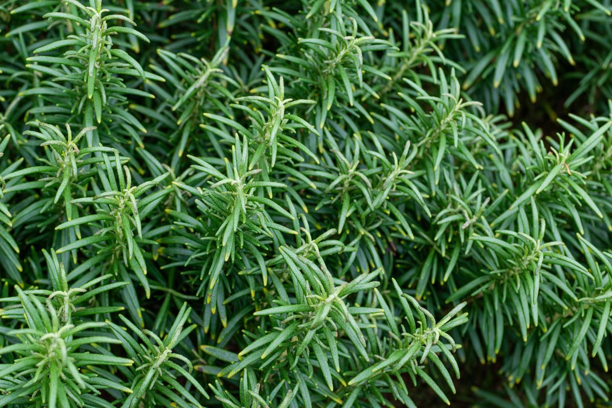 9 Amazing Rosemary Herb for 2024