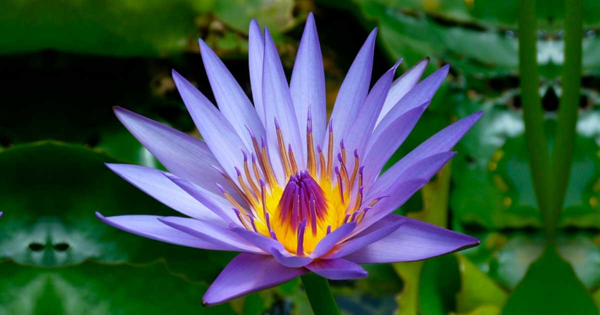 9 Best Blue Lotus Herb for 2024