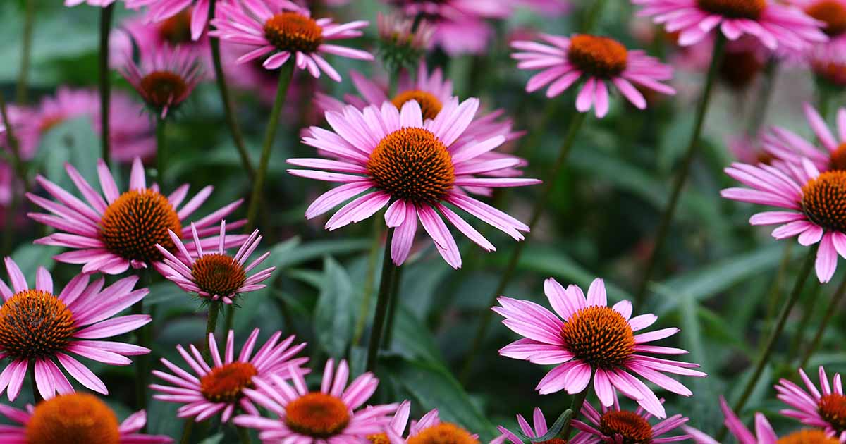 9 Best Echinacea Herb for 2024
