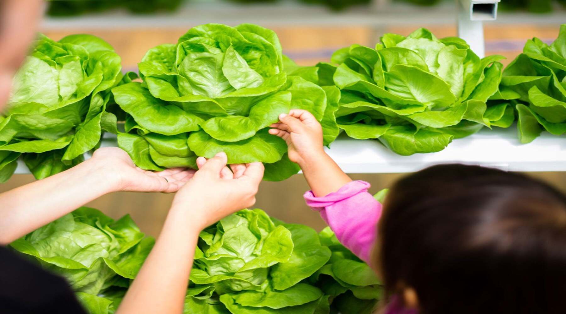 9 Best Hydroponics For Kids for 2023
