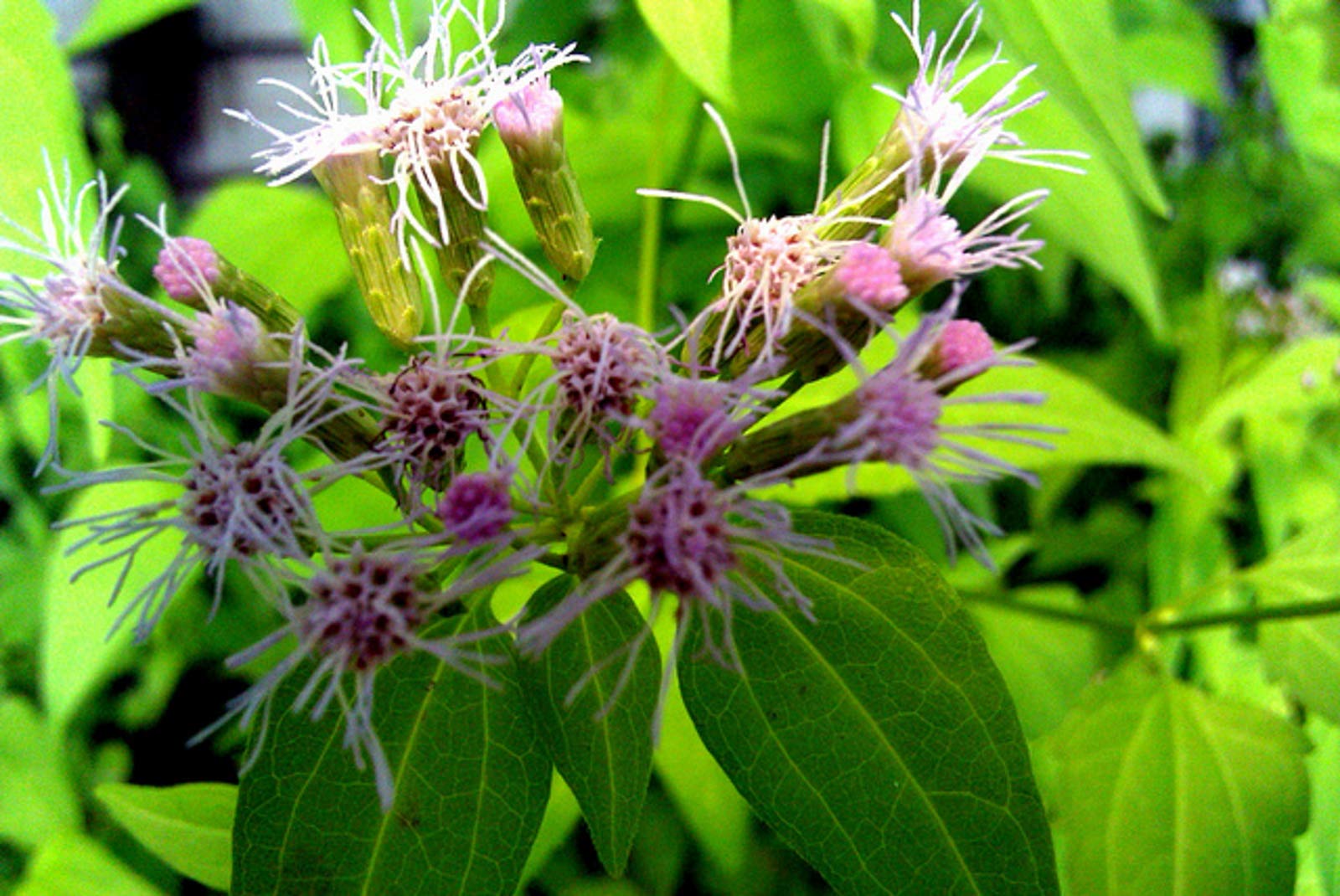 9 Incredible Calea Zacatechichi Herb for 2024
