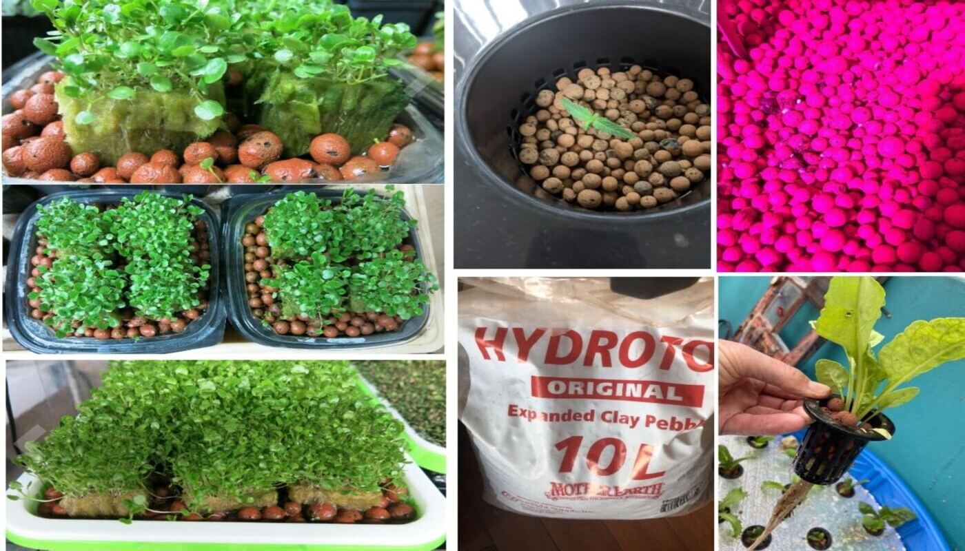 9 Incredible Clay Pebbles For Hydroponics for 2024