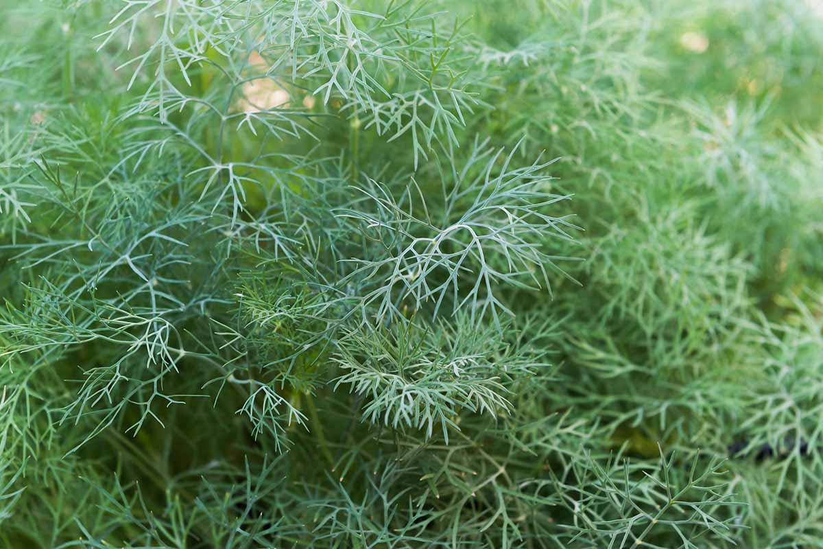 9 Incredible Dill Herb for 2024