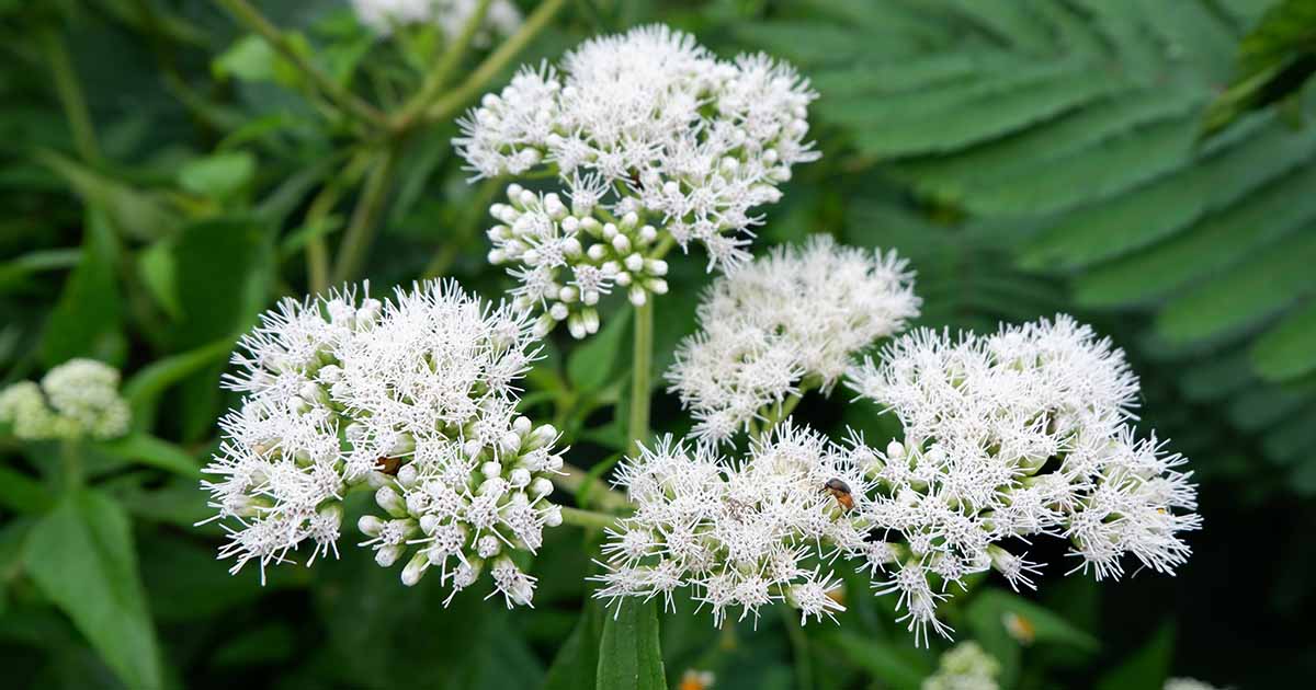 9 Unbelievable Boneset Herb for 2024