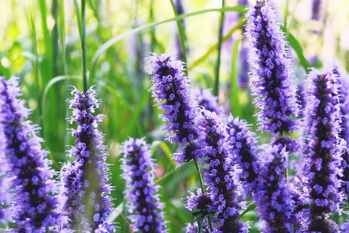 9 Unbelievable Hyssop Herb for 2024
