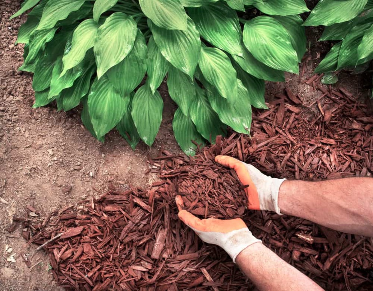 9 Unbelievable Wood Chips For Landscaping for 2024