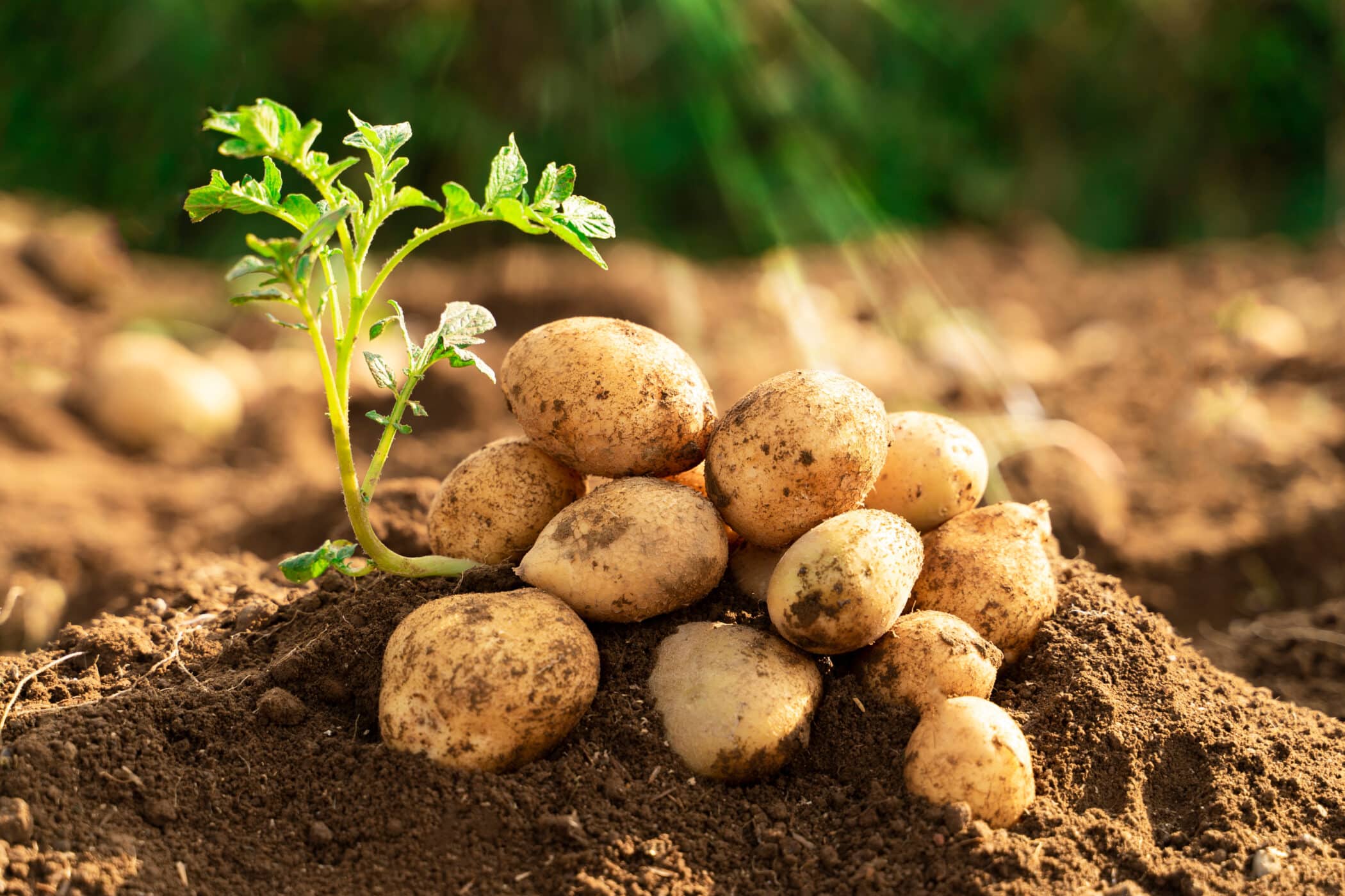 Do You Plant Potatoes With The Eyes Up Or Down?