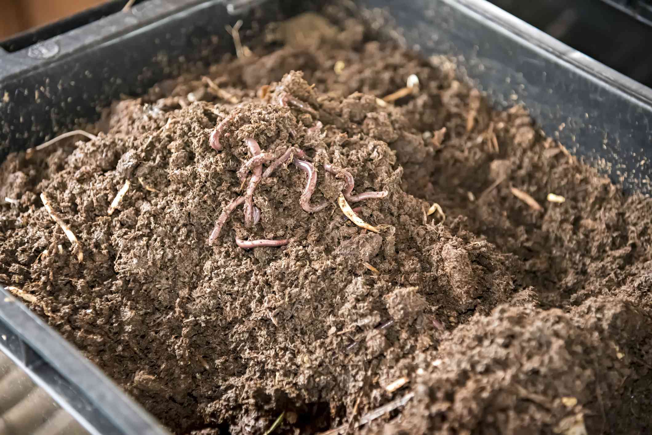 How Do Worms Help Compost