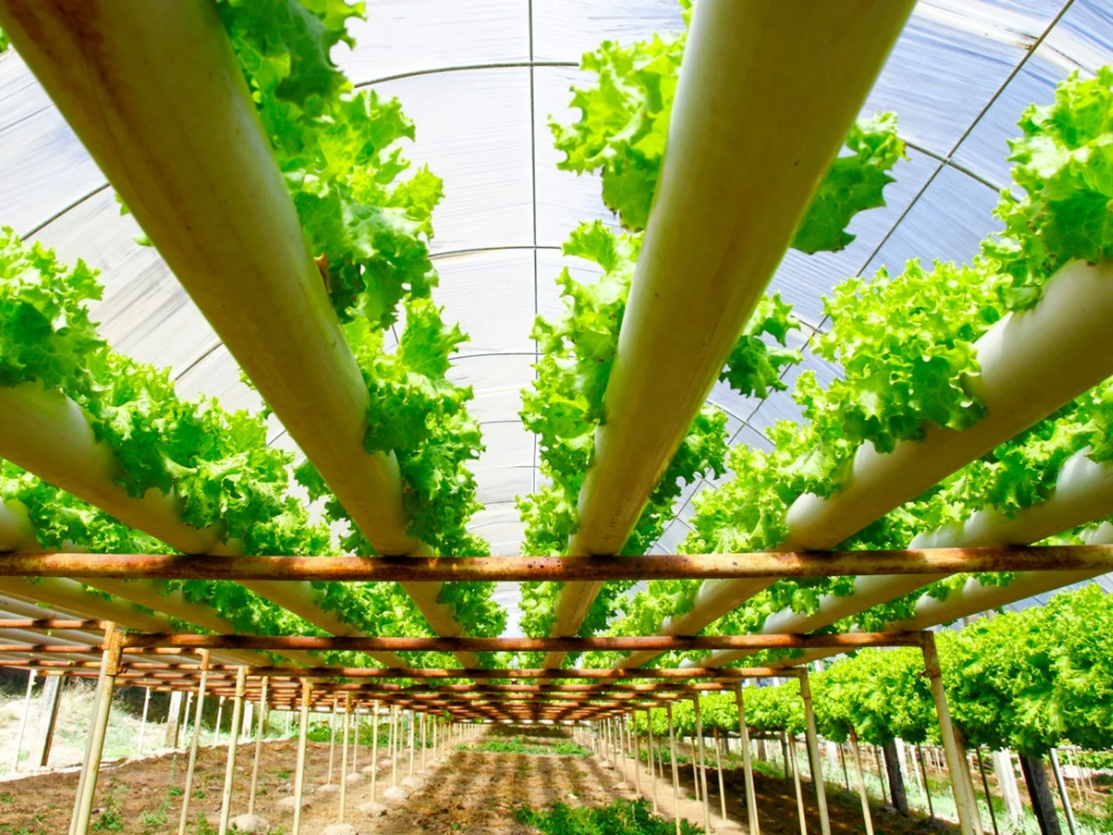 How Do You Believe Hydroponics Can Help Future Demands For Food Production?
