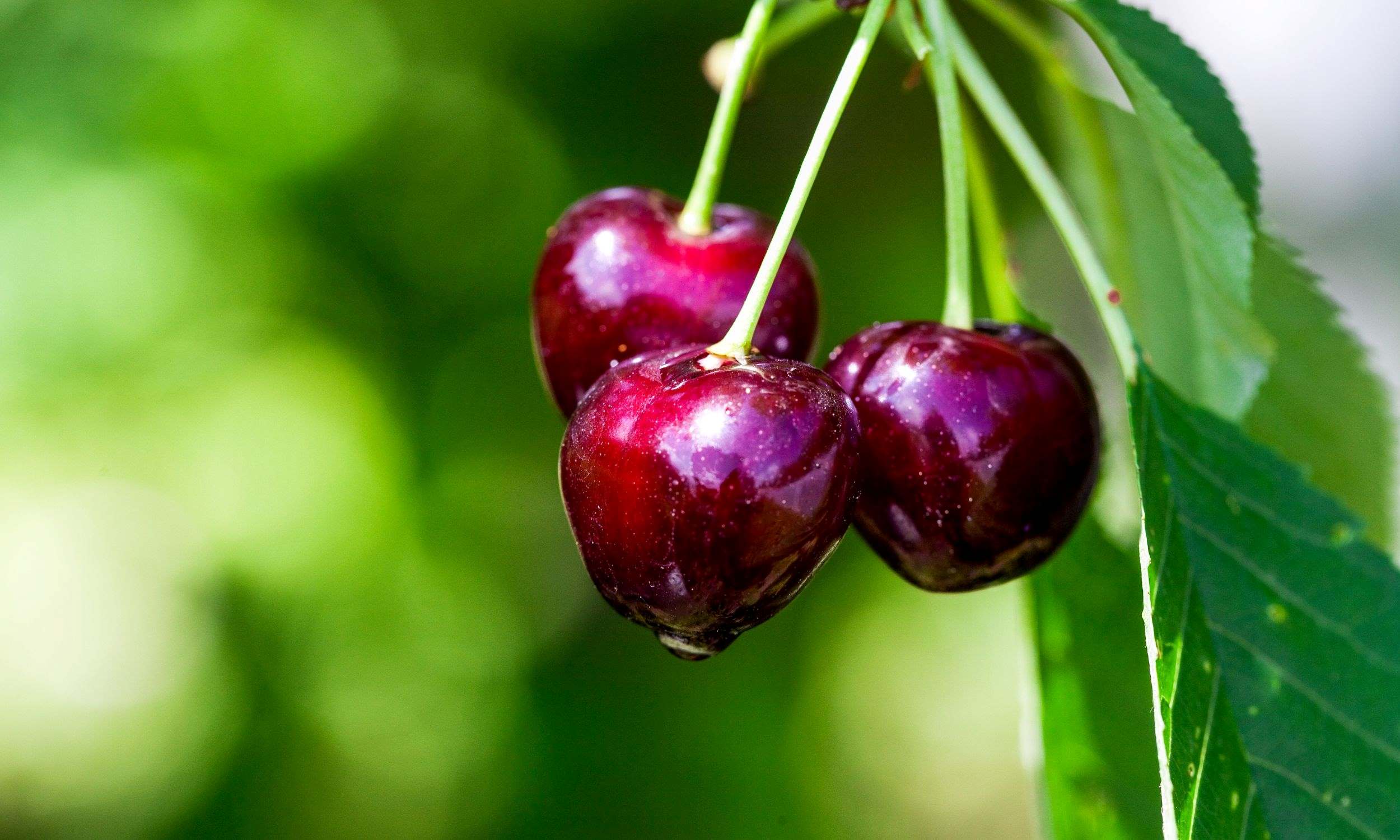 How Do You Plant Cherry Seeds
