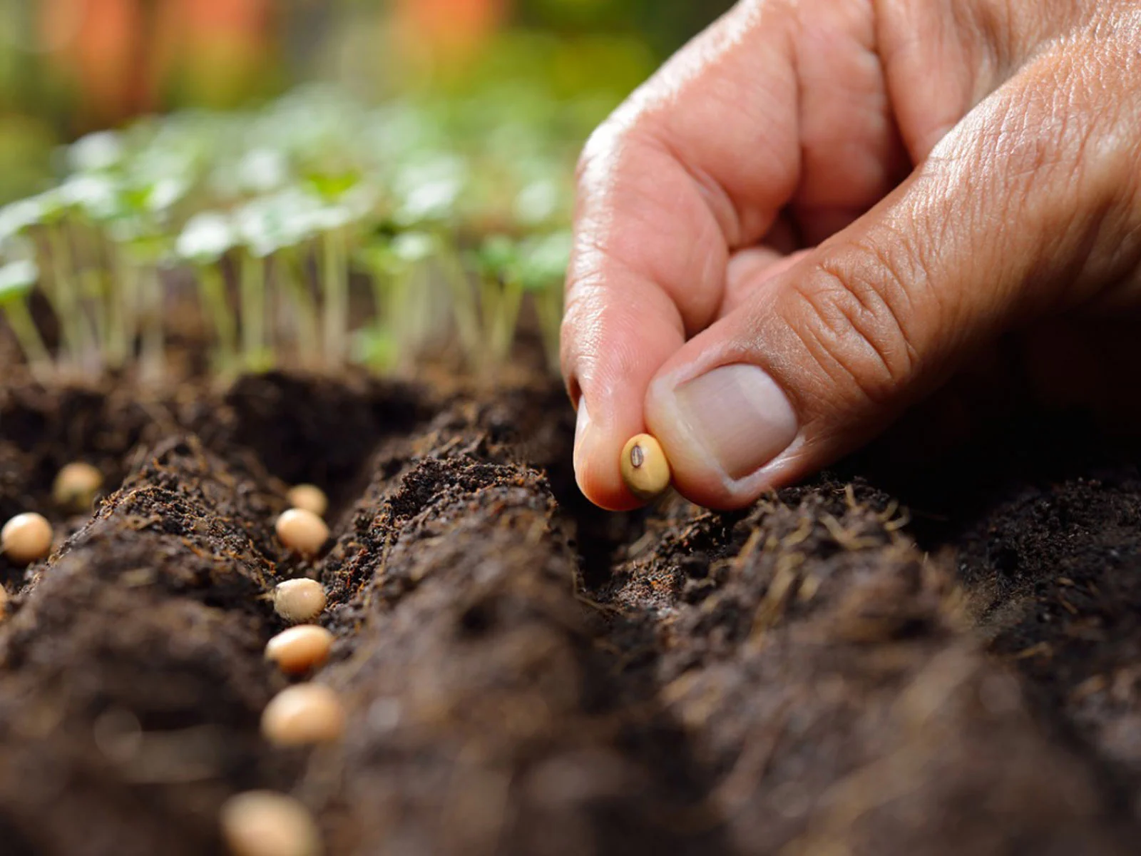 How Do You Plant Seeds
