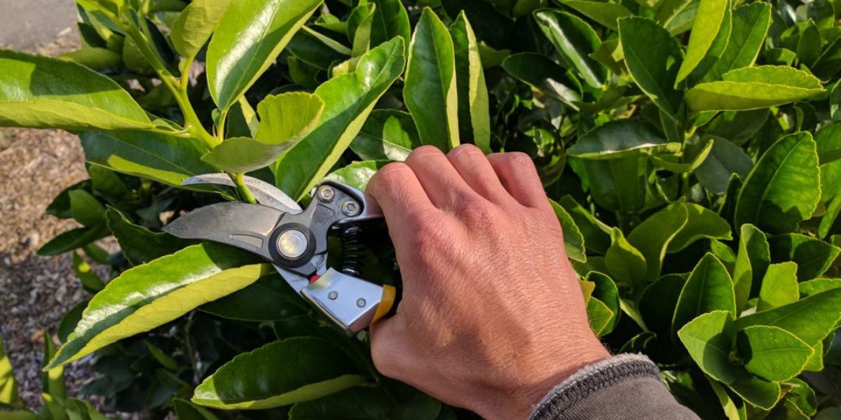 How Does Pruning Promote Growth