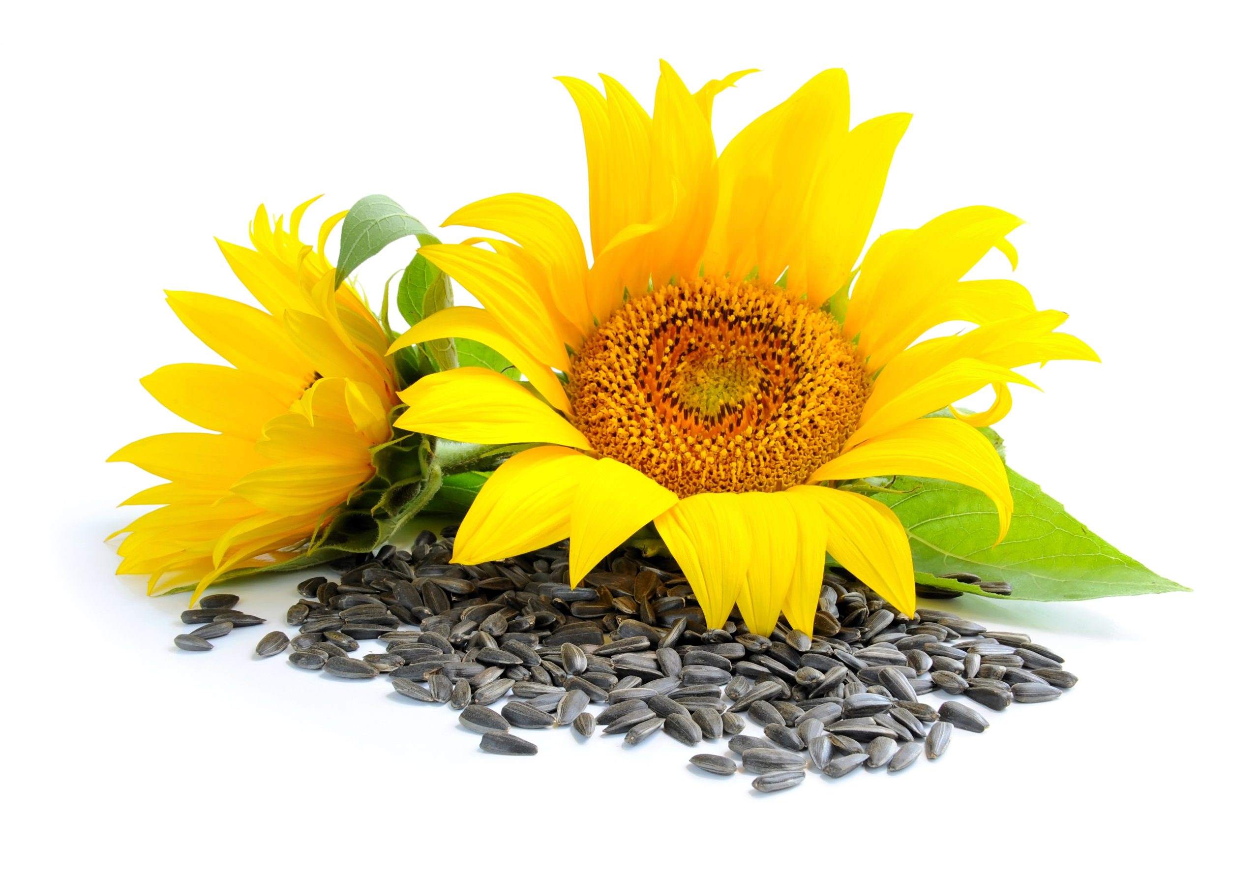 How Long Are Sunflower Seeds Good For