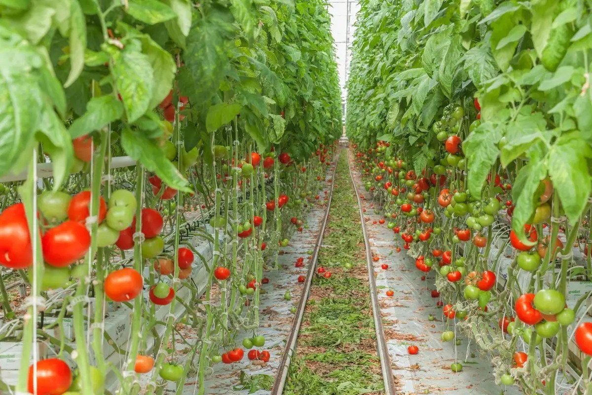 How Long Can A Tomato Plant Live In A Greenhouse Chicago Land Gardening