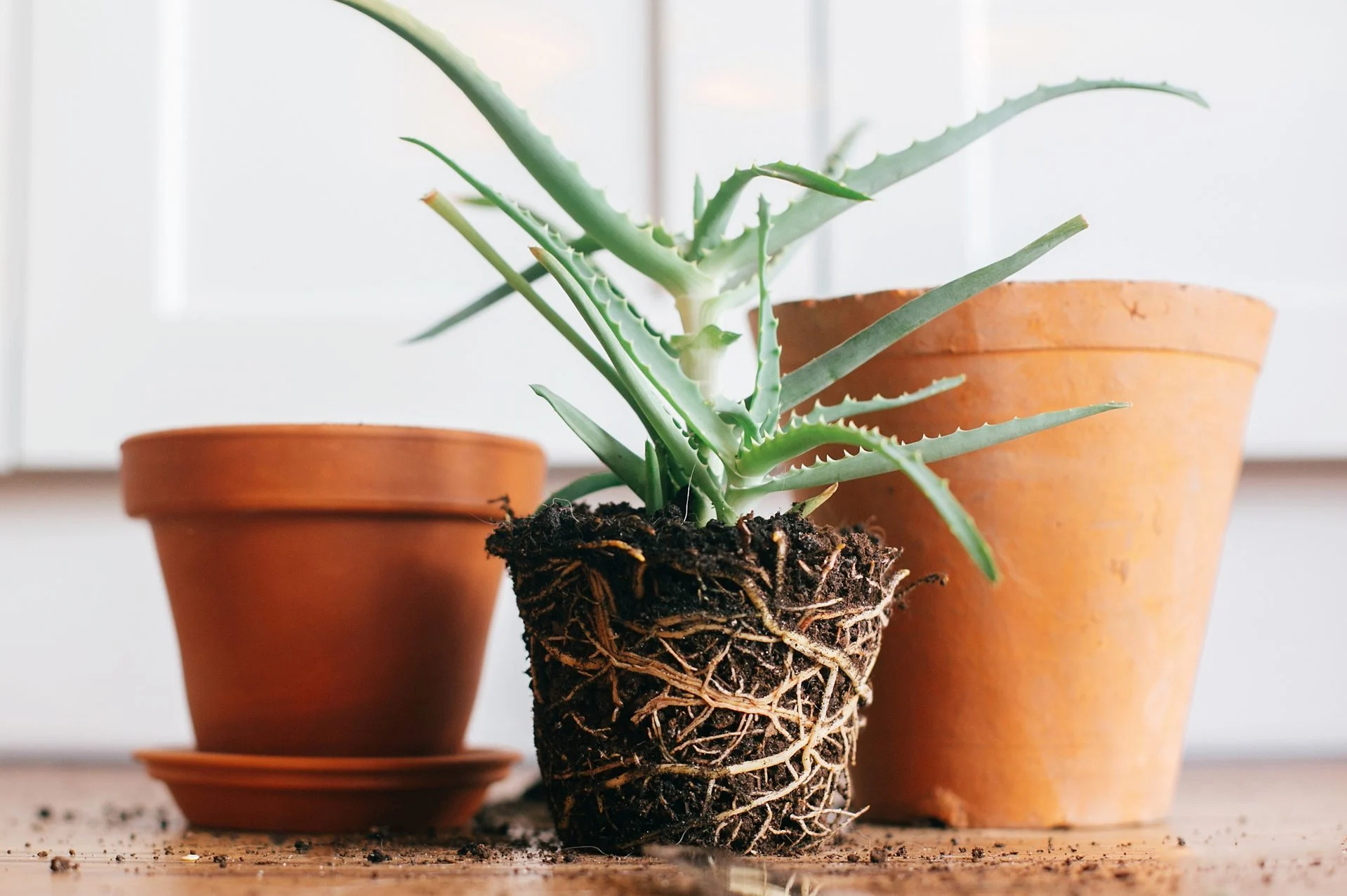 How Long Can Plants Stay In Pots Before Planting