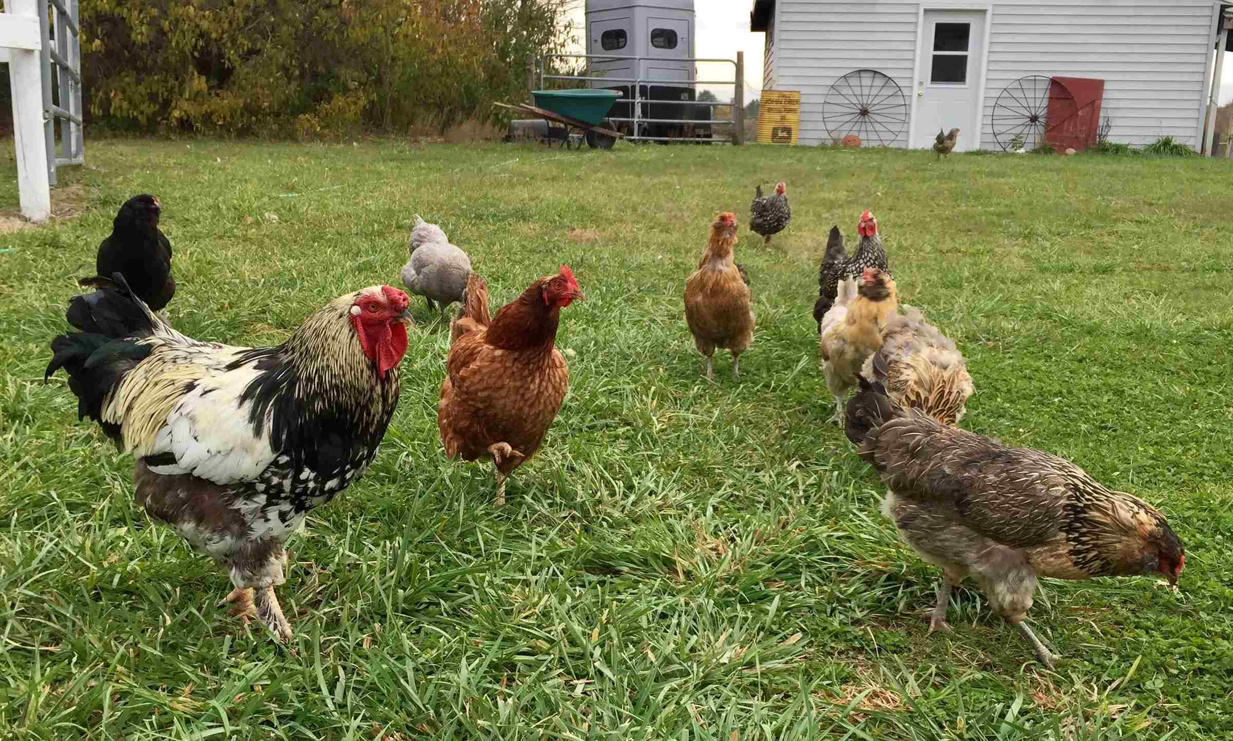 How Long Do Backyard Chicken Eggs Last