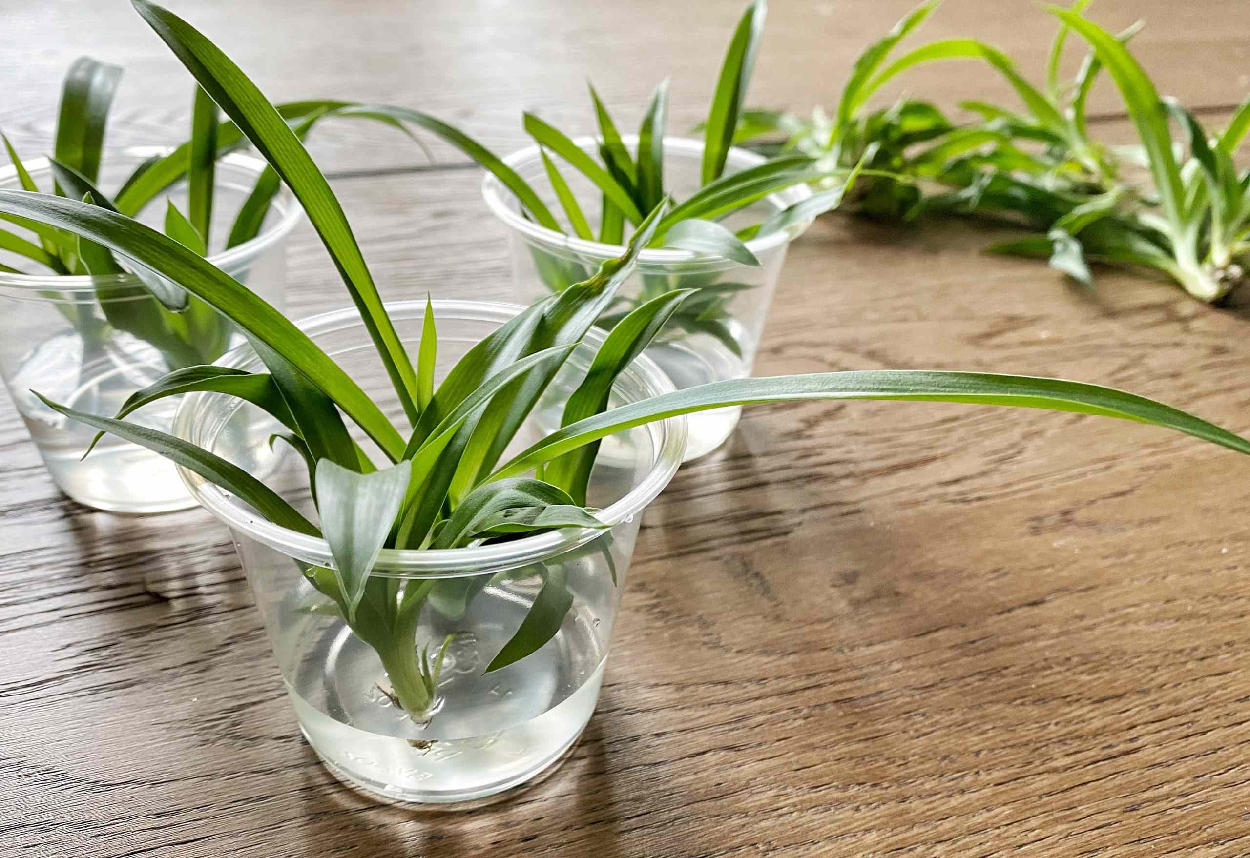 How Long Do Spider Plant Roots Need To Be Before Planting