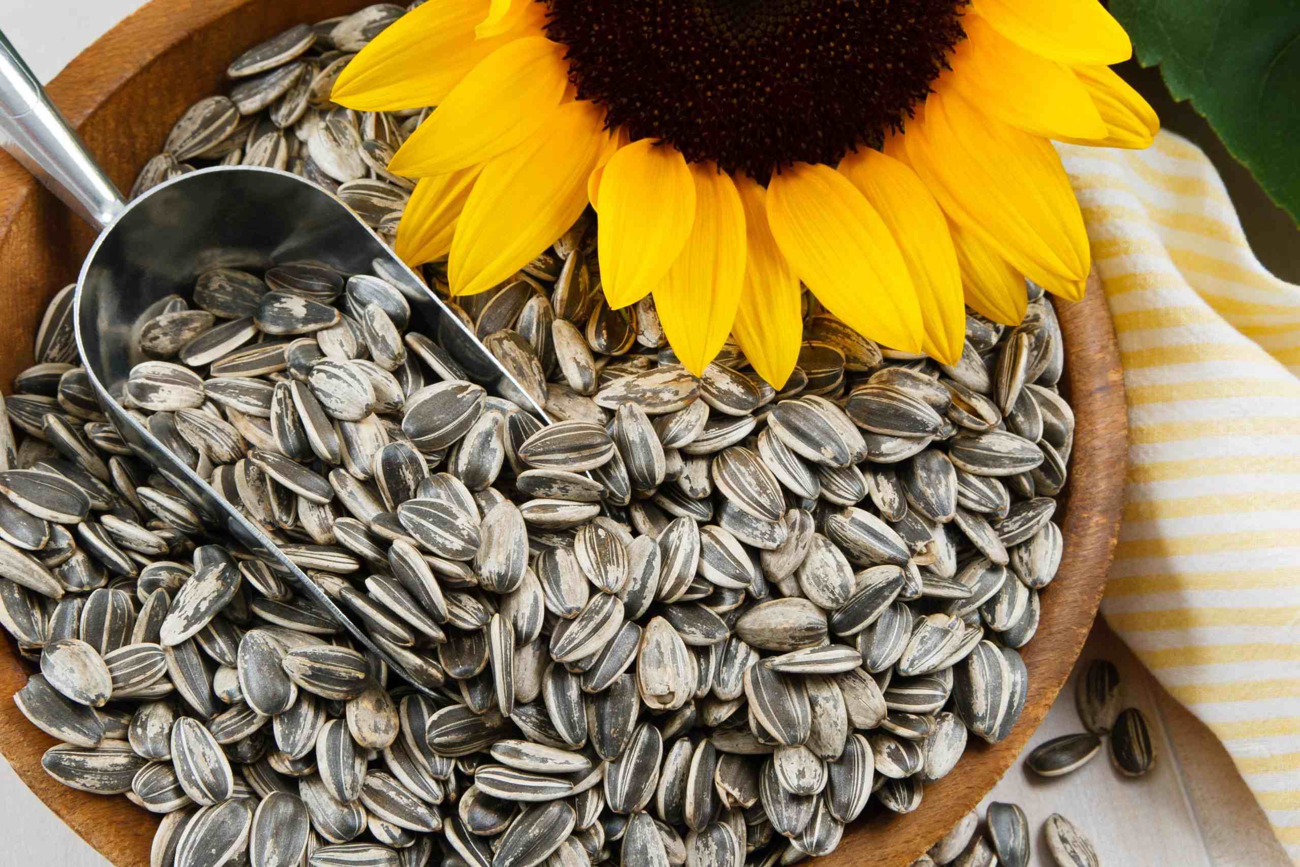 How Long Do Sunflower Seeds Last For Planting