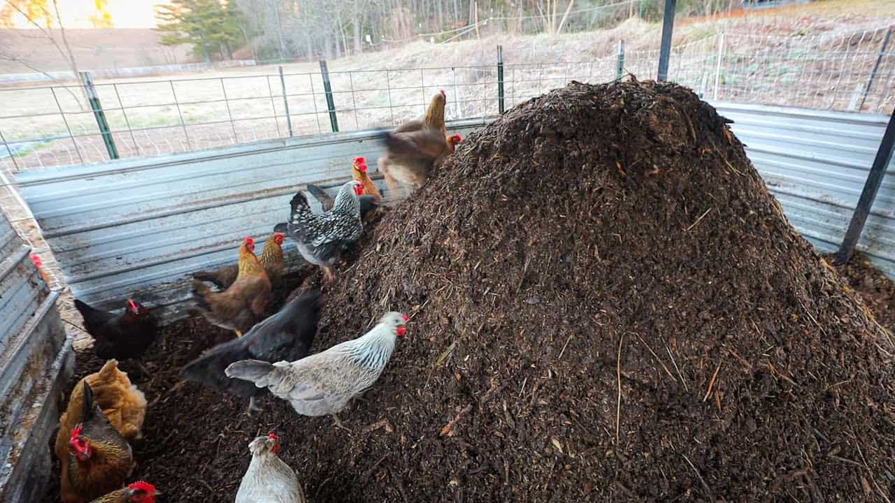 How Long Does It Take To Compost Chicken Manure
