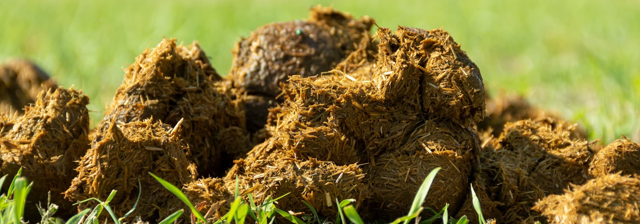 How Long Does It Take To Compost Horse Manure